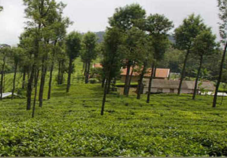 देहरादून: चाय बागान की विवादित भूमि होगी सरकार में निहित, जारी हुआ ये आदेश  - News Weight 24x7